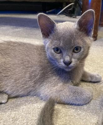 Please do NOT give a deposit to anyone that has a non-refundable deposit-especially if they currently do not have a live kitten for you Babies are on the Way Please go to our contact page to find out who is looking for a new family). . Blue burmese kittens for sale ballarat